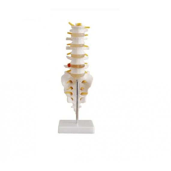 COLUNA VERTEBRAL LOMBAR