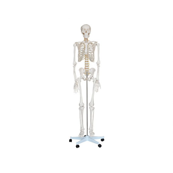 ESQUELETO HUMANO ADULTO COMPLETO - 1,80 cm - PVC - COM BASE