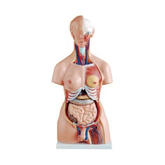 TORSO BISSEXUADO EM 85CM - 40 PARTES C/ BASE